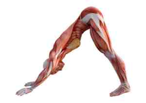 3d rendering female figure with muscle maps exercising yoga on white