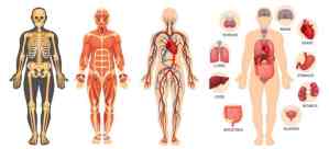 structure of human body skeleton muscular system blood vessels organs